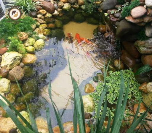 Doenças dos peixes ornamentais.