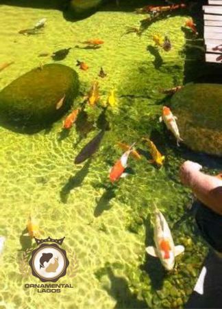 Aquaponia (Peixes e vegetais).