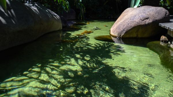 Quantas vezes ao dia alimentar meus peixes?
