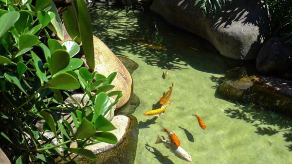Como evitar doenças frequentes nos peixes?
