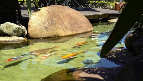 Como acabar com as algas e a água verde no lago?