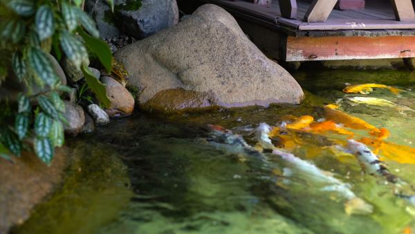 Como evitar o aparecimento da amônia na água do lago?