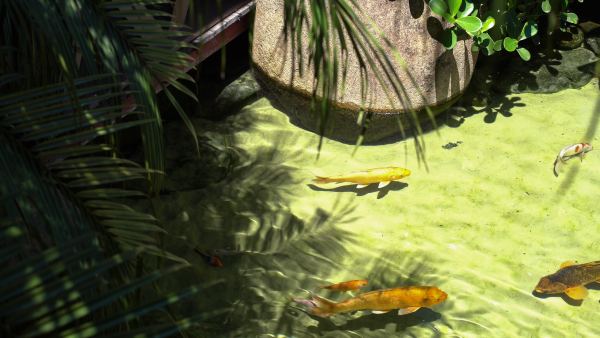 As bactérias que mantêm o lago equilibrado.