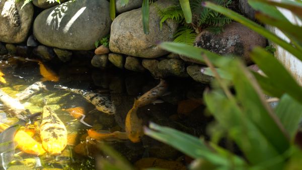 Como dimensionar as bombas para um lago ornamental?